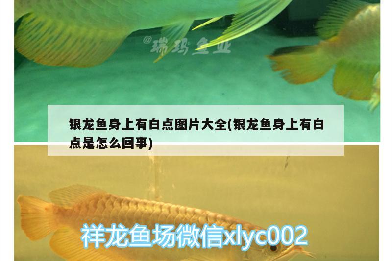 銀龍魚身上有白點(diǎn)圖片大全(銀龍魚身上有白點(diǎn)是怎么回事)