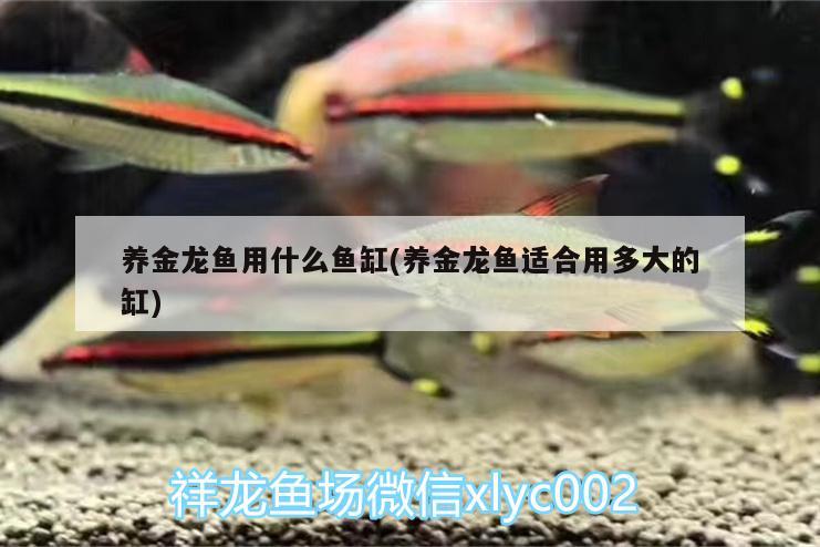 養(yǎng)金龍魚用什么魚缸(養(yǎng)金龍魚適合用多大的缸) 祥龍水族濾材/器材