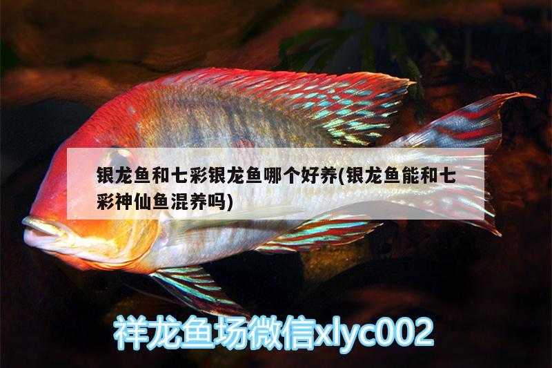 銀龍魚和七彩銀龍魚哪個好養(yǎng)(銀龍魚能和七彩神仙魚混養(yǎng)嗎) 七彩神仙魚