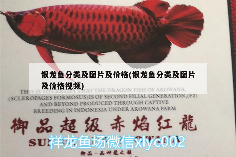 銀龍魚分類及圖片及價格(銀龍魚分類及圖片及價格視頻) 銀龍魚