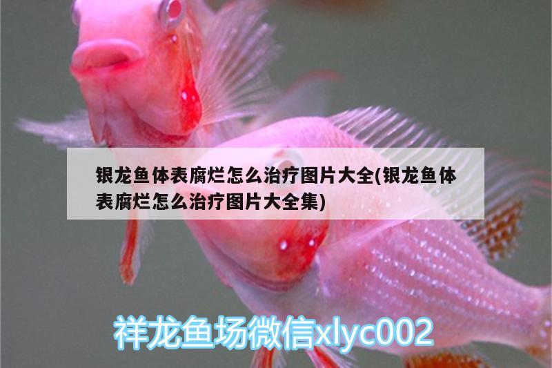 銀龍魚體表腐爛怎么治療圖片大全(銀龍魚體表腐爛怎么治療圖片大全集) 銀龍魚百科