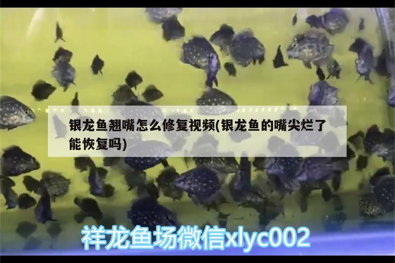 銀龍魚翹嘴怎么修復視頻(銀龍魚的嘴尖爛了能恢復嗎)