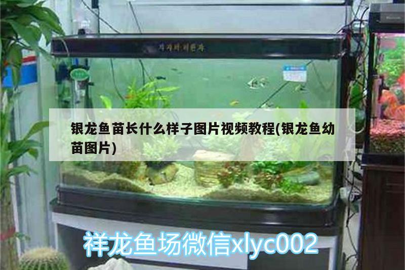 銀龍魚苗長什么樣子圖片視頻教程(銀龍魚幼苗圖片) 銀龍魚