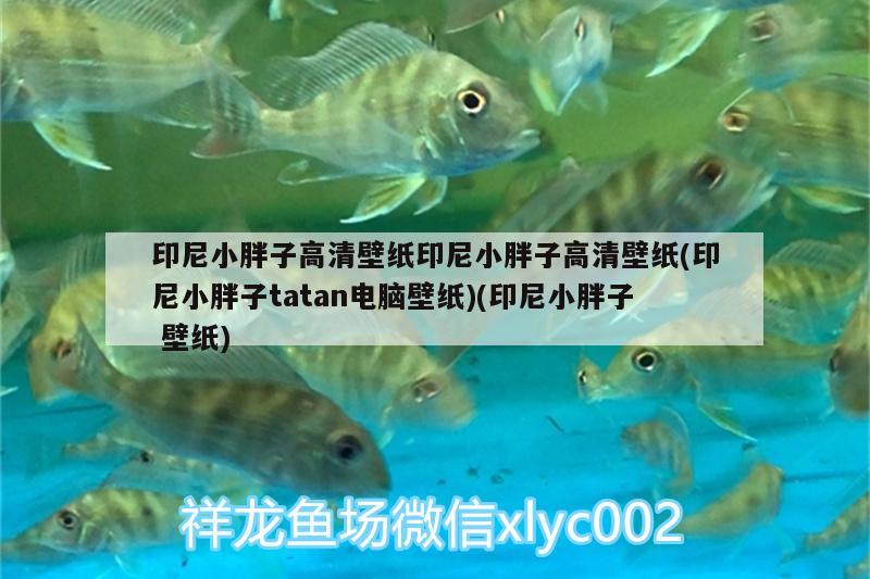 印尼小胖子高清壁紙印尼小胖子高清壁紙(印尼小胖子tatan電腦壁紙)(印尼小胖子壁紙)