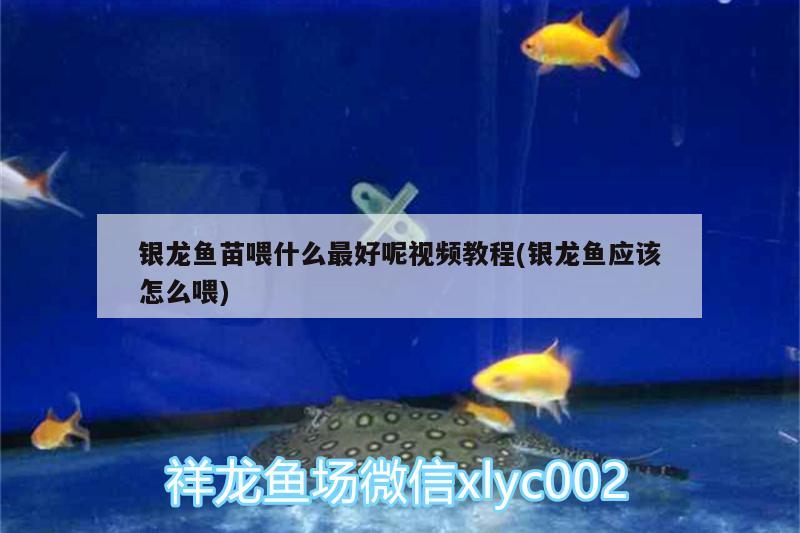 銀龍魚(yú)苗喂什么最好呢視頻教程(銀龍魚(yú)應(yīng)該怎么喂)