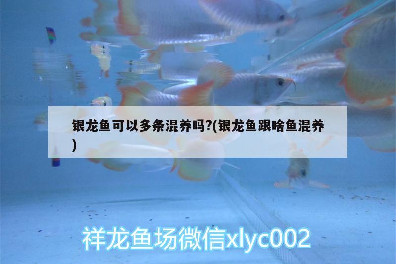 銀龍魚可以多條混養(yǎng)嗎?(銀龍魚跟啥魚混養(yǎng))