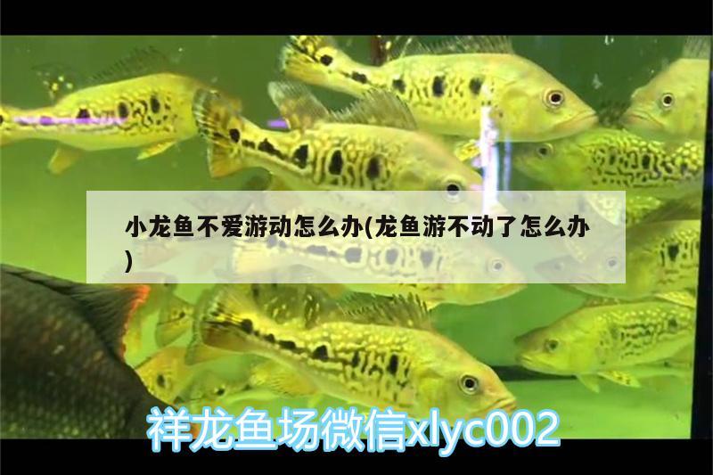 小龍魚不愛游動怎么辦(龍魚游不動了怎么辦)