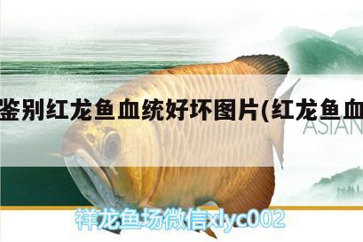 怎么鑒別紅龍魚(yú)血統(tǒng)好壞圖片(紅龍魚(yú)血統(tǒng)排名)