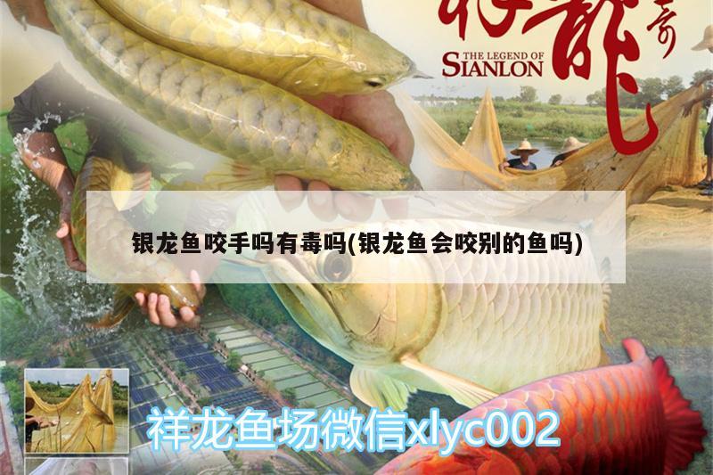 銀龍魚咬手嗎有毒嗎(銀龍魚會咬別的魚嗎)