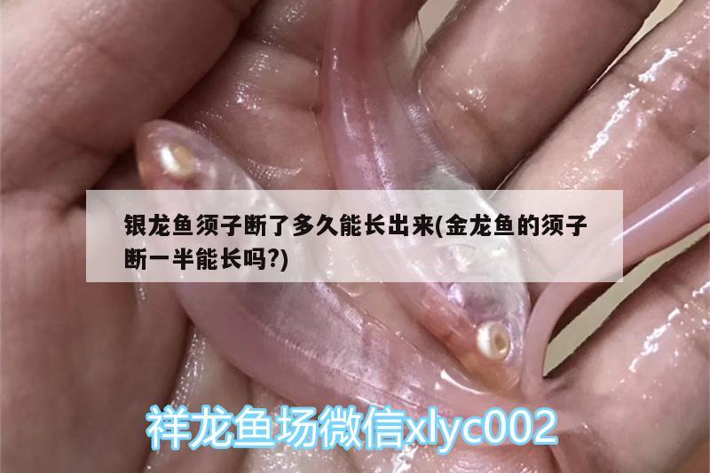 銀龍魚須子斷了多久能長出來(金龍魚的須子斷一半能長嗎?) 銀龍魚