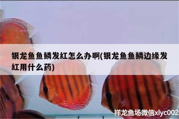 銀龍魚魚鱗發(fā)紅怎么辦啊(銀龍魚魚鱗邊緣發(fā)紅用什么藥) 銀龍魚