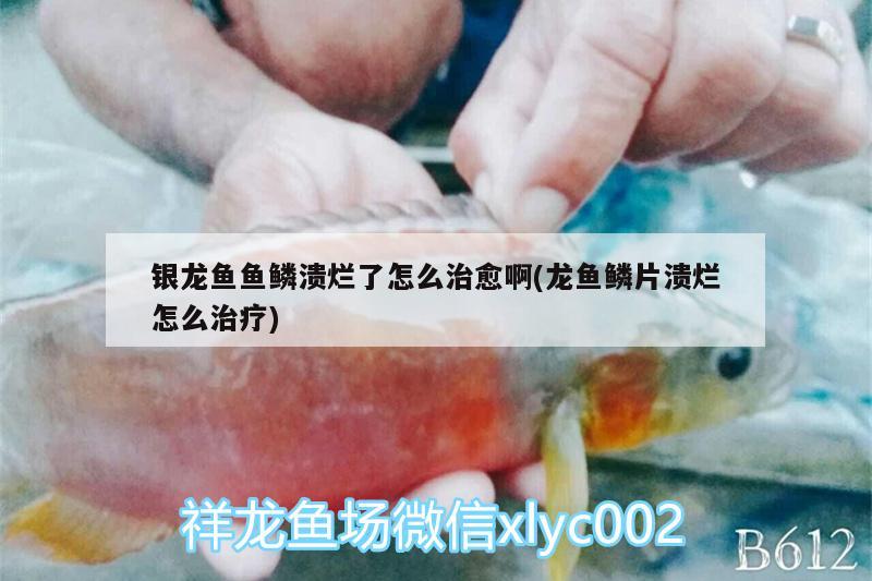 銀龍魚(yú)魚(yú)鱗潰爛了怎么治愈啊(龍魚(yú)鱗片潰爛怎么治療) 銀龍魚(yú)百科