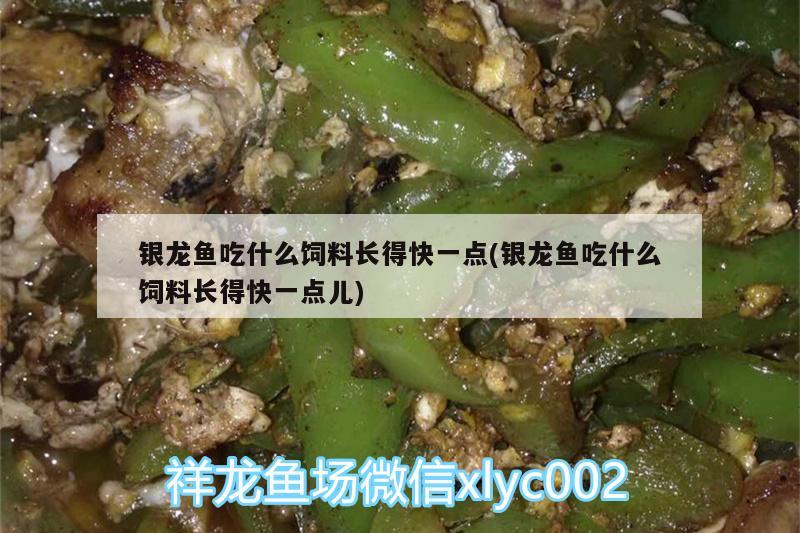 銀龍魚吃什么飼料長得快一點(銀龍魚吃什么飼料長得快一點兒) 銀龍魚百科