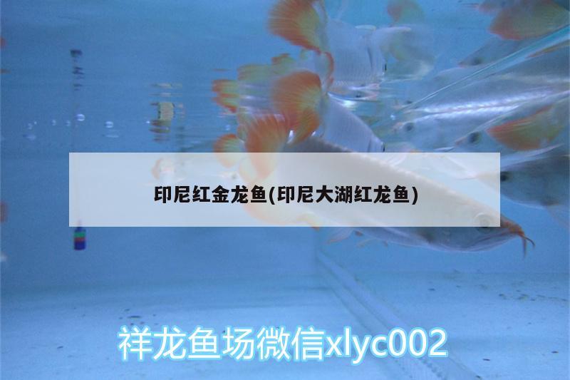 印尼紅金龍魚(印尼大湖紅龍魚)