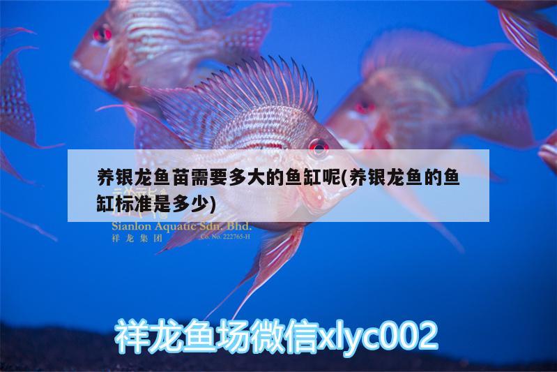 養(yǎng)銀龍魚苗需要多大的魚缸呢(養(yǎng)銀龍魚的魚缸標(biāo)準(zhǔn)是多少) 銀龍魚百科