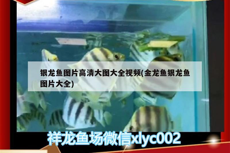 銀龍魚圖片高清大圖大全視頻(金龍魚銀龍魚圖片大全)