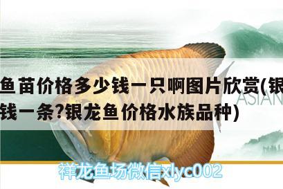 銀龍魚苗價(jià)格多少錢一只啊圖片欣賞(銀龍魚多少錢一條?銀龍魚價(jià)格水族品種) 銀龍魚百科