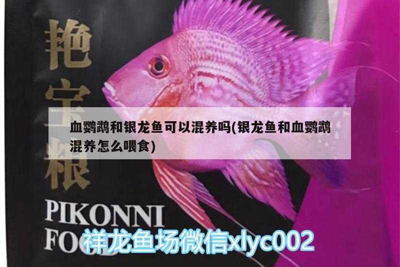 血鸚鵡和銀龍魚可以混養(yǎng)嗎(銀龍魚和血鸚鵡混養(yǎng)怎么喂食) 鸚鵡魚