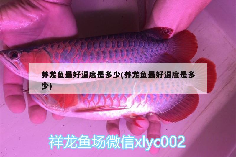 養(yǎng)龍魚最好溫度是多少(養(yǎng)龍魚最好溫度是多少) 高背金龍魚