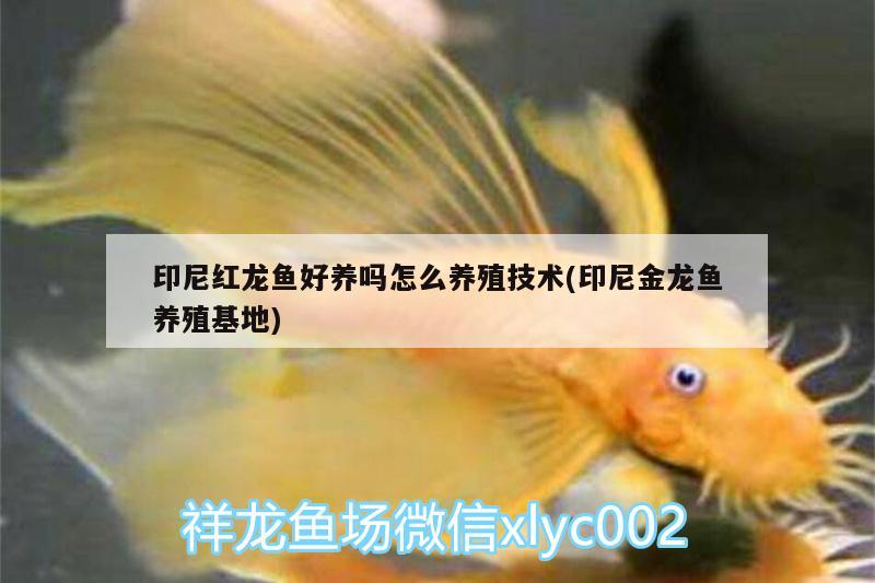 印尼紅龍魚好養(yǎng)嗎怎么養(yǎng)殖技術(shù)(印尼金龍魚養(yǎng)殖基地) 印尼紅龍魚