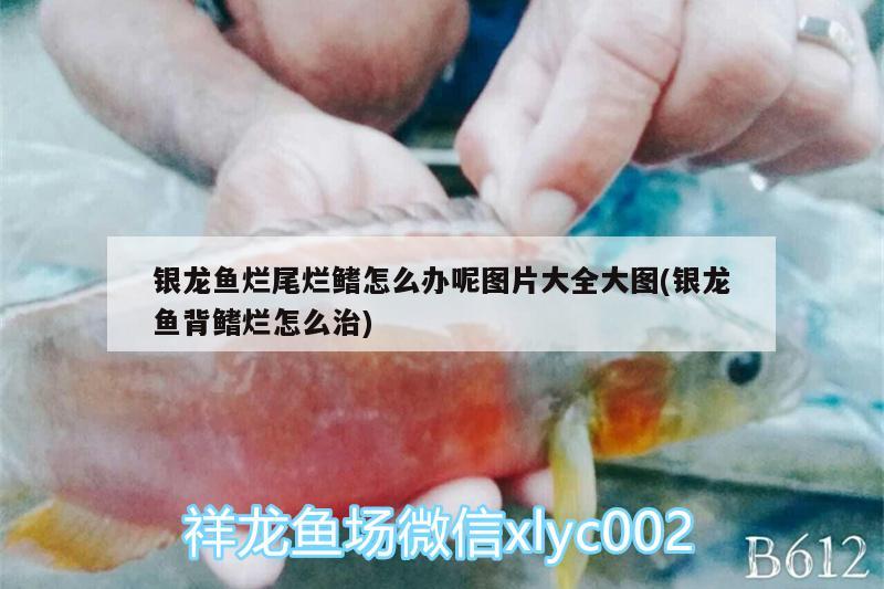 銀龍魚爛尾爛鰭怎么辦呢圖片大全大圖(銀龍魚背鰭爛怎么治)