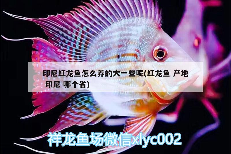 印尼紅龍魚怎么養(yǎng)的大一些呢(紅龍魚產(chǎn)地印尼哪個省) 印尼紅龍魚