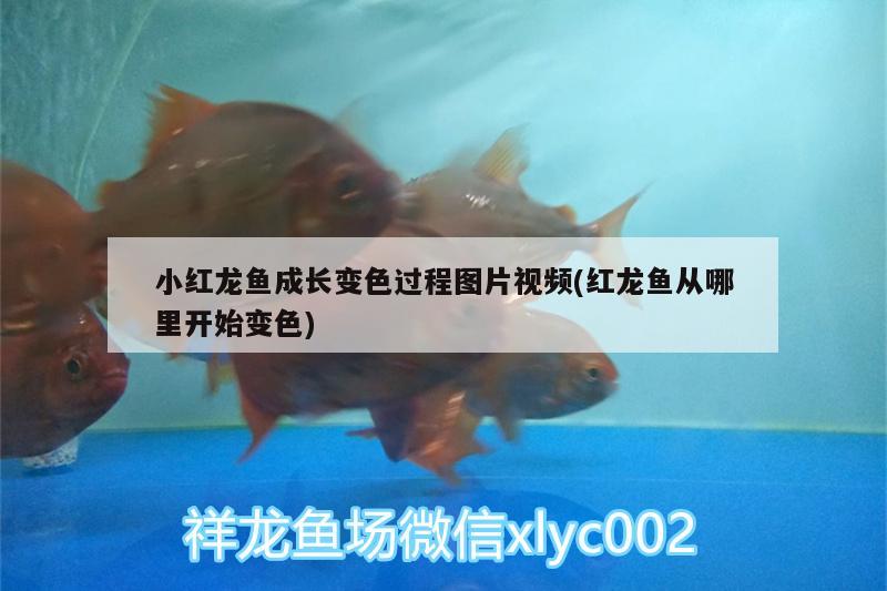 小紅龍魚成長變色過程圖片視頻(紅龍魚從哪里開始變色)