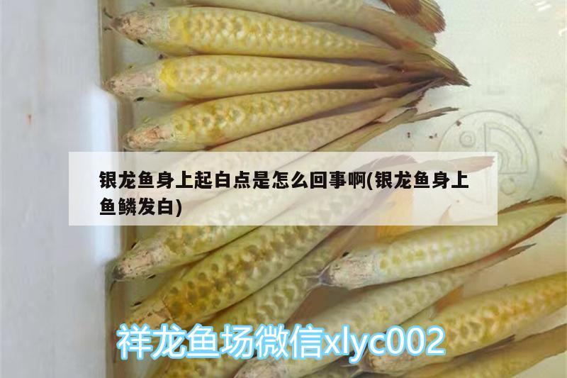 銀龍魚身上起白點(diǎn)是怎么回事啊(銀龍魚身上魚鱗發(fā)白)