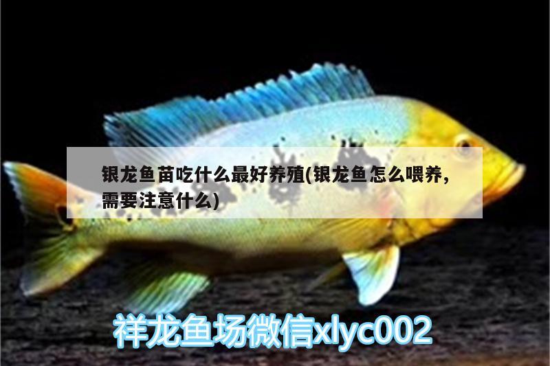 銀龍魚苗吃什么最好養(yǎng)殖(銀龍魚怎么喂養(yǎng),需要注意什么) 銀龍魚百科