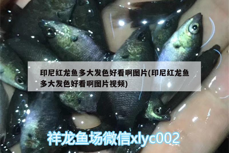 印尼紅龍魚多大發(fā)色好看啊圖片(印尼紅龍魚多大發(fā)色好看啊圖片視頻)