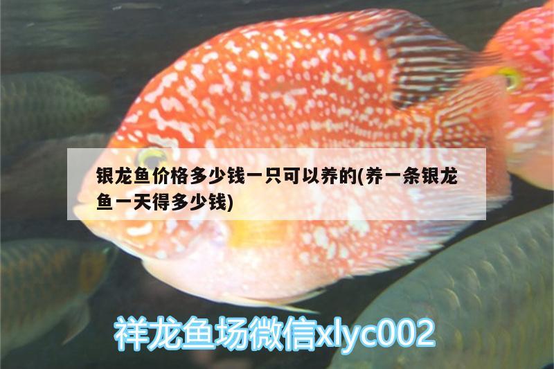 銀龍魚價格多少錢一只可以養(yǎng)的(養(yǎng)一條銀龍魚一天得多少錢) 銀龍魚