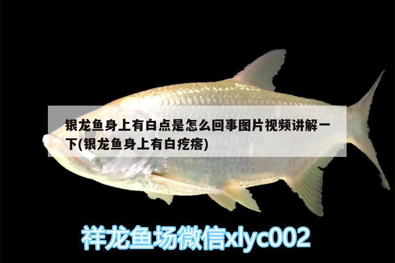 銀龍魚身上有白點(diǎn)是怎么回事圖片視頻講解一下(銀龍魚身上有白疙瘩)