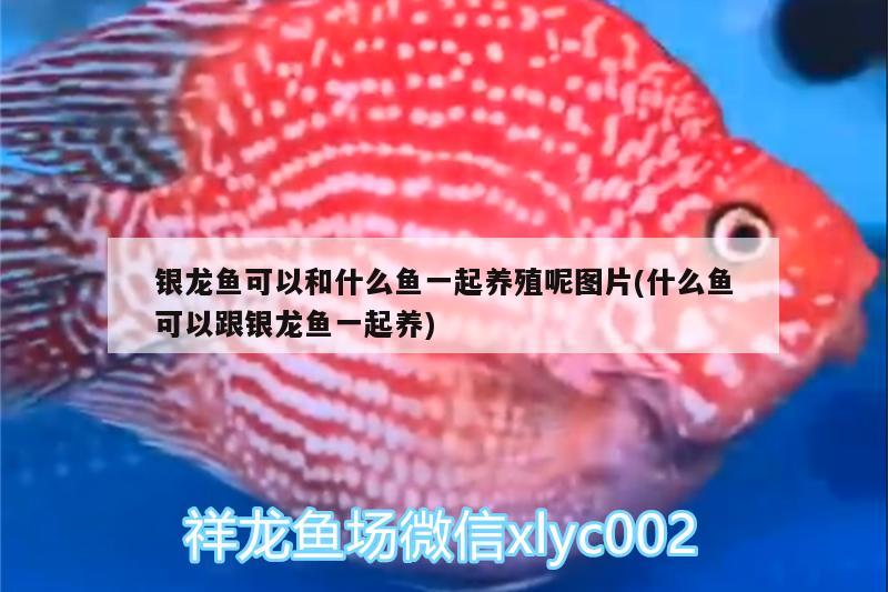 銀龍魚可以和什么魚一起養(yǎng)殖呢圖片(什么魚可以跟銀龍魚一起養(yǎng)) 銀龍魚百科