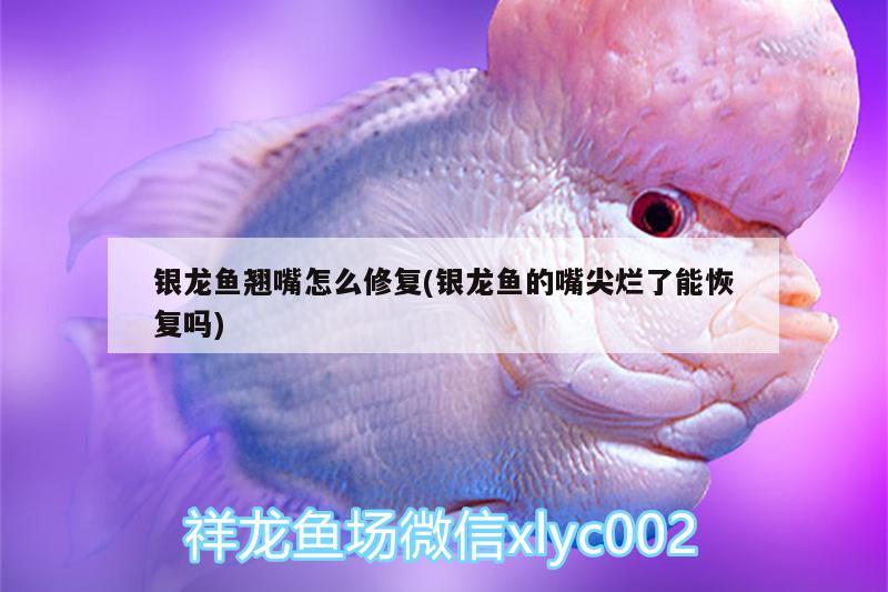 銀龍魚翹嘴怎么修復(fù)(銀龍魚的嘴尖爛了能恢復(fù)嗎) 銀龍魚百科