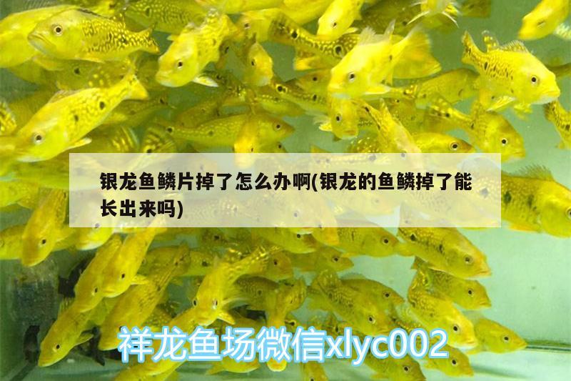 銀龍魚(yú)鱗片掉了怎么辦啊(銀龍的魚(yú)鱗掉了能長(zhǎng)出來(lái)嗎) 銀龍魚(yú)百科