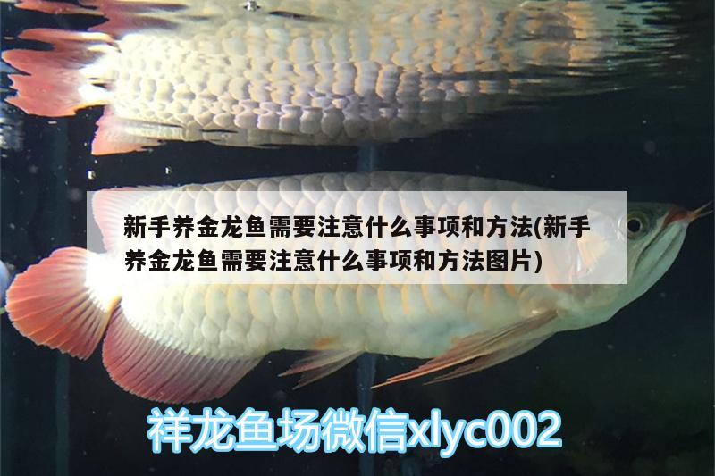 新手養(yǎng)金龍魚需要注意什么事項(xiàng)和方法(新手養(yǎng)金龍魚需要注意什么事項(xiàng)和方法圖片) 白子銀版魚