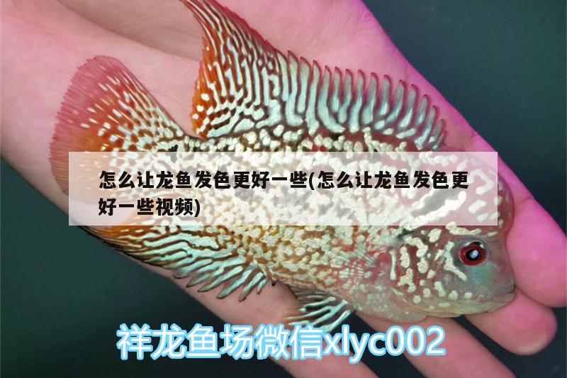 怎么讓龍魚發(fā)色更好一些(怎么讓龍魚發(fā)色更好一些視頻) 大嘴鯨魚