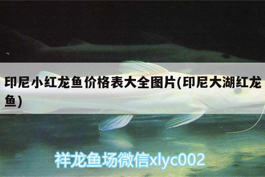 印尼小紅龍魚價(jià)格表大全圖片(印尼大湖紅龍魚)