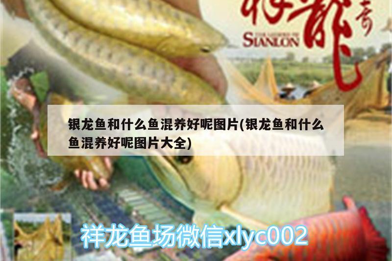 銀龍魚和什么魚混養(yǎng)好呢圖片(銀龍魚和什么魚混養(yǎng)好呢圖片大全) 銀龍魚