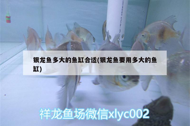 銀龍魚多大的魚缸合適(銀龍魚要用多大的魚缸)