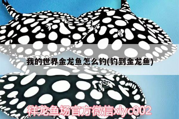 我的世界金龍魚怎么釣(釣到金龍魚) 垂釣樂園