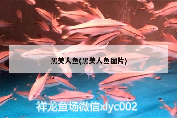 黑美人魚(黑美人魚圖片) 招財(cái)戰(zhàn)船魚 第2張