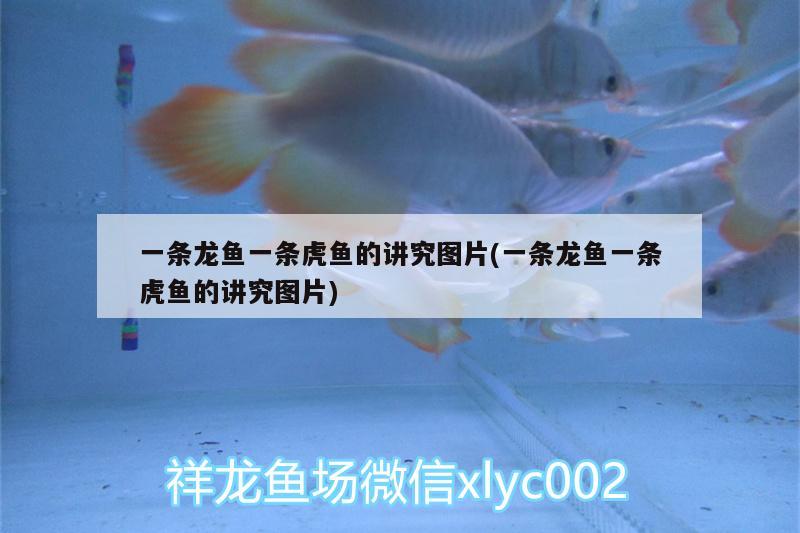 一條龍魚一條虎魚的講究圖片(一條龍魚一條虎魚的講究圖片) 虎魚百科 第1張