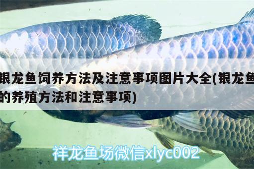 銀龍魚飼養(yǎng)方法及注意事項(xiàng)圖片大全(銀龍魚的養(yǎng)殖方法和注意事項(xiàng)) 銀龍魚百科