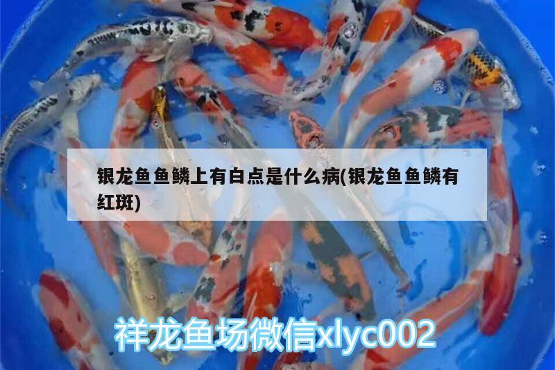 銀龍魚魚鱗上有白點(diǎn)是什么病(銀龍魚魚鱗有紅斑)