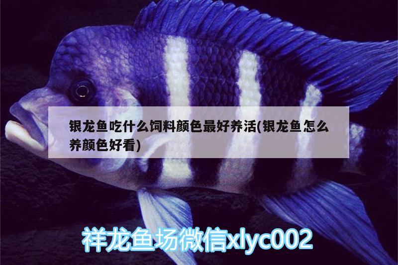 銀龍魚吃什么飼料顏色最好養(yǎng)活(銀龍魚怎么養(yǎng)顏色好看)