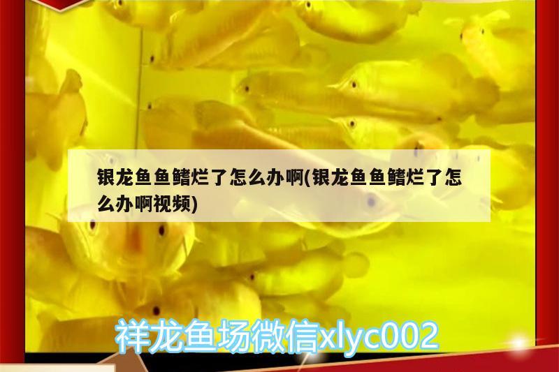 銀龍魚魚鰭爛了怎么辦啊(銀龍魚魚鰭爛了怎么辦啊視頻) 銀龍魚百科