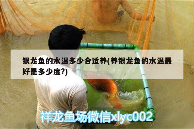 銀龍魚的水溫多少合適養(yǎng)(養(yǎng)銀龍魚的水溫最好是多少度?) 銀龍魚百科