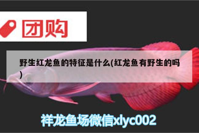 野生紅龍魚的特征是什么(紅龍魚有野生的嗎) 名貴錦鯉魚