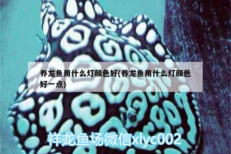 養(yǎng)龍魚(yú)用什么燈顏色好(養(yǎng)龍魚(yú)用什么燈顏色好一點(diǎn)) 飛鳳魚(yú)苗